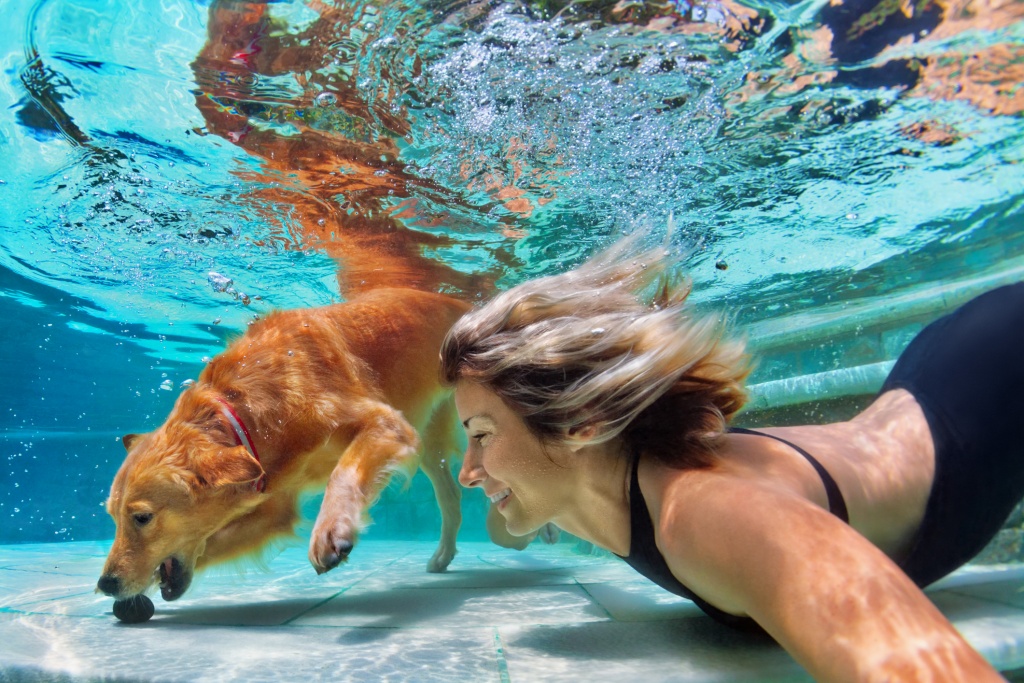 Pet Safety For Swimming Pools